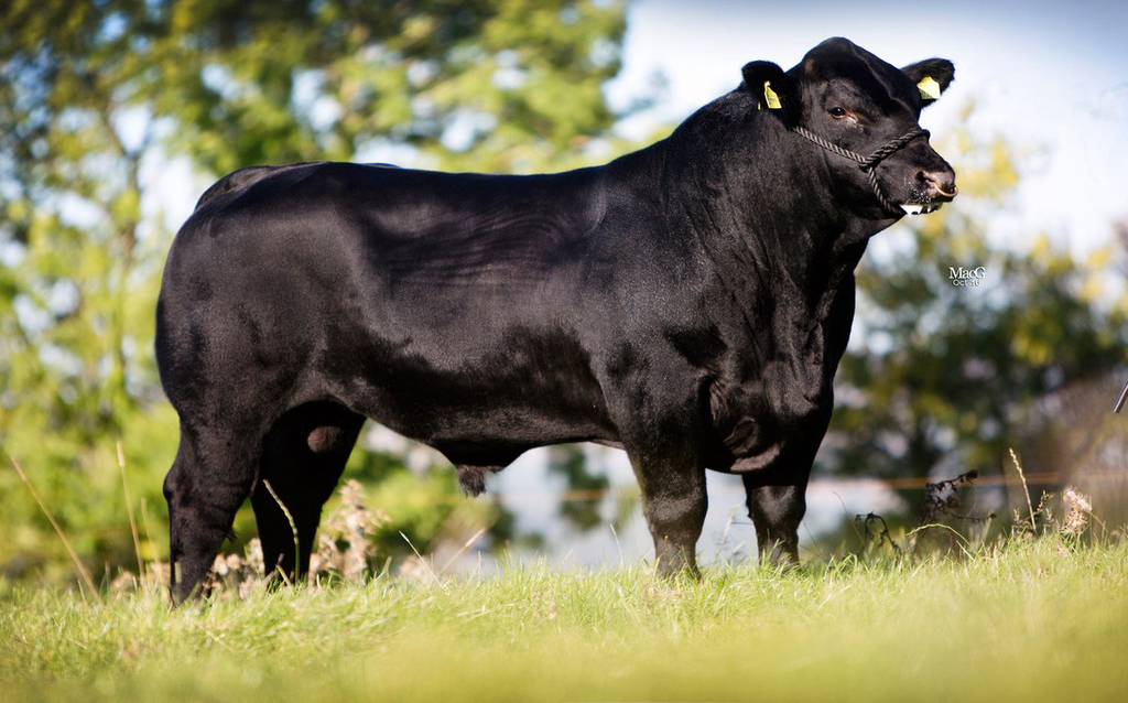 Angus Sığır Özellikleri