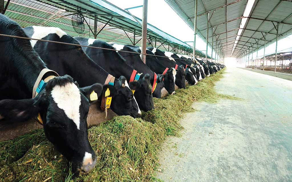 Büyükbaş Kurbanlık En Az Kaç Kişi İle Kesilebilir ?