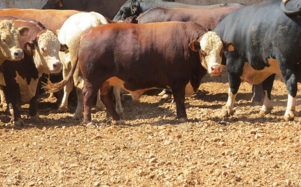 Etçi Sığır Irkları