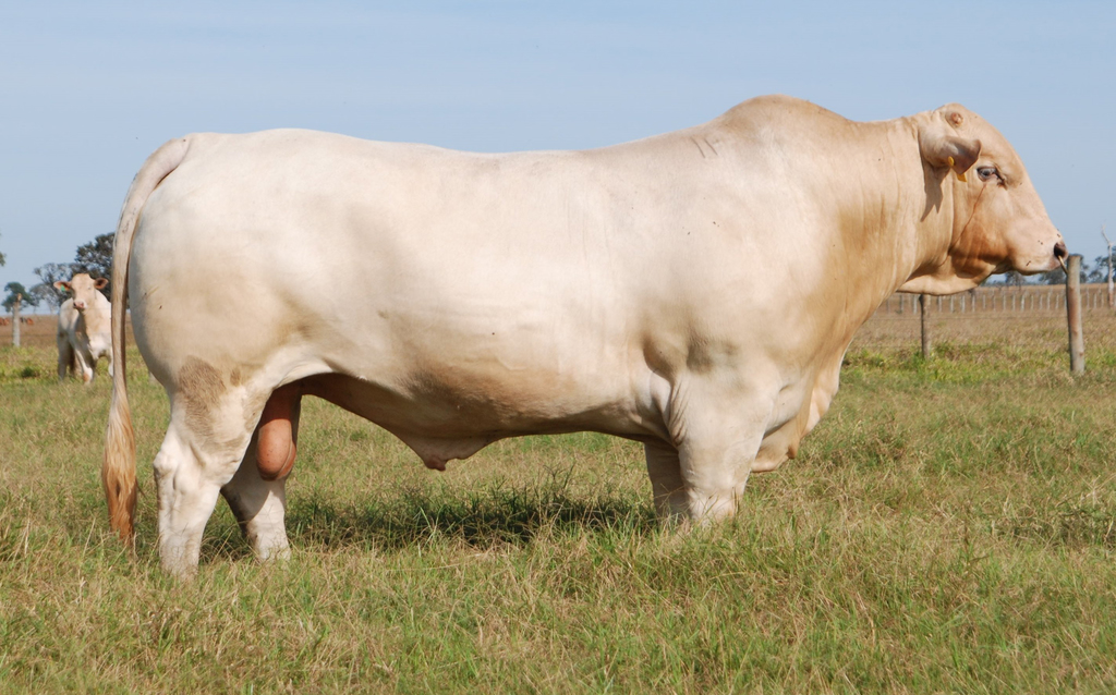 Şarole Sığır Özellikleri